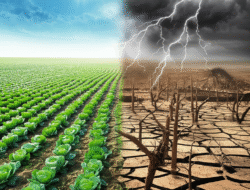 Efek perubahan kondisi  kepada pertanian serta daya tahan pangan