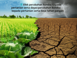 Efek perubahan kondisi  kepada pertanian serta daya tahan pangan