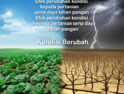 Efek perubahan kondisi  kepada pertanian serta daya tahan pangan