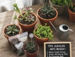 Tips Menjaga Tanaman Sukulen Agar Tidak Cepat Busuk dan Tetap Tumbuh Cantik di Dalam Pot