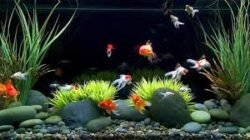 Manfaat Memelihara Ikan Hias Di Akuarium Untuk Menurunkan Tekanan Darah Dan Stres