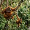 Rekomendasi Wisata Alam Di Kalimantan Untuk Melihat Orangutan Di Habitat Asli