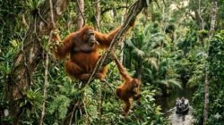 Rekomendasi Wisata Alam Di Kalimantan Untuk Melihat Orangutan Di Habitat Asli