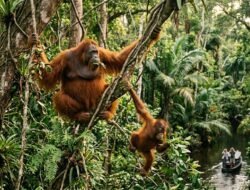 Rekomendasi Wisata Alam Di Kalimantan Untuk Melihat Orangutan Di Habitat Asli